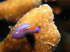 Pseudoceros liparus