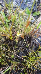 Euphrasia cockayneana
