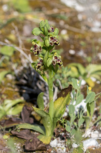 Carmel Bee-Orchid photographed in Cyprus