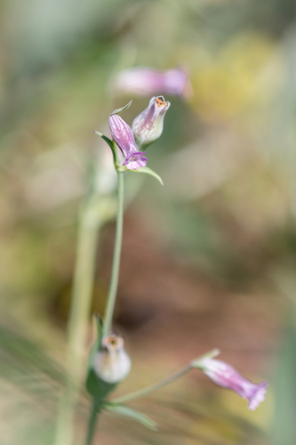 Hairless Catchfly (Silene behen)