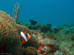 Amphiprion