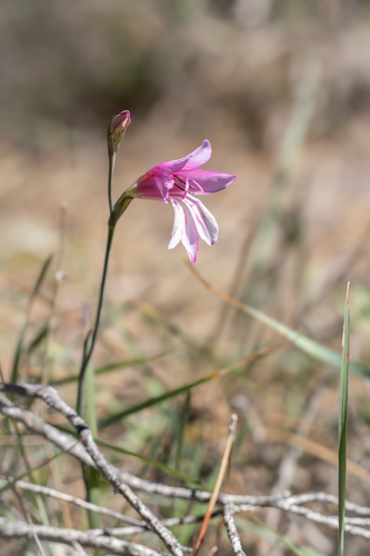 Gladiolus triphyllus, photograph 6