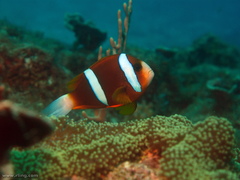 Amphiprion