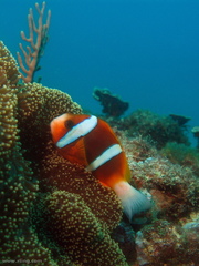 Amphiprion