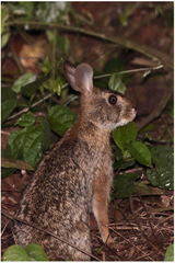 Sylvilagus brasiliensis