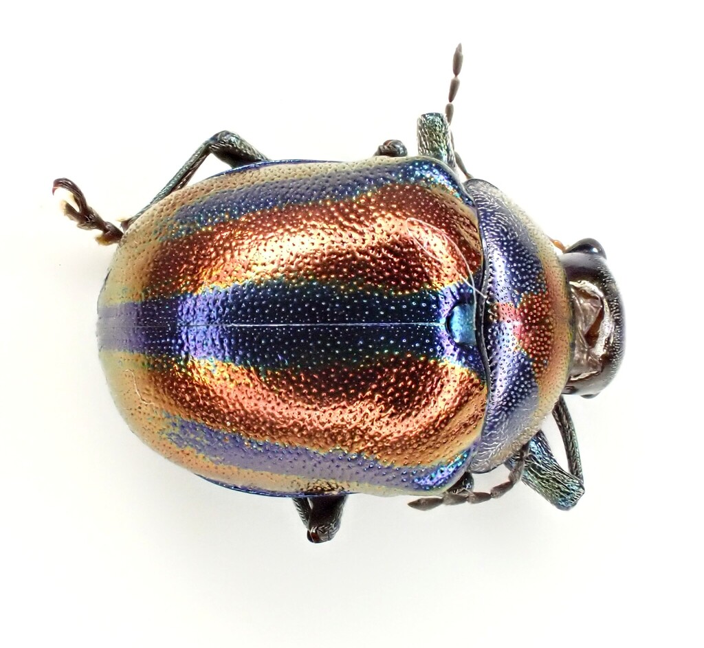 Colasposoma cyaneocupreum