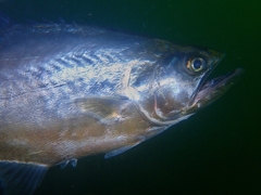 Longjaw Leatherjack photo 2