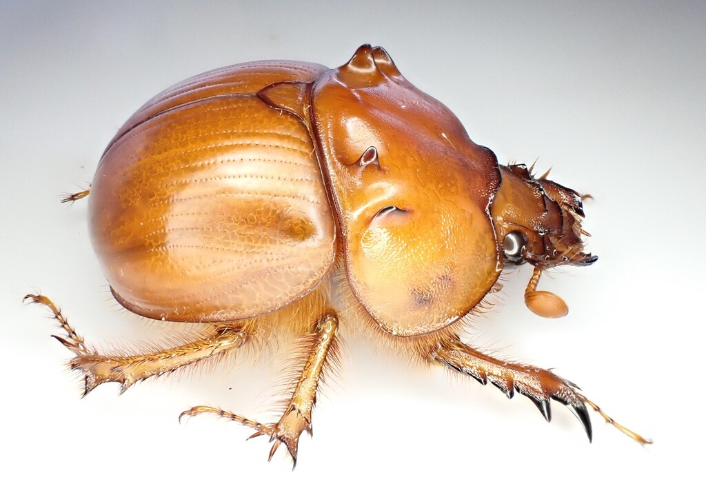 Bolbaffer mozambiquensis
