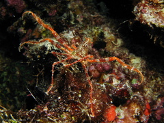 Oncinopus