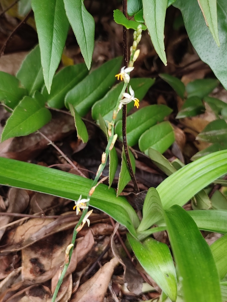 Chlorophytum sparsiflorum (Chlorophytum sparsiflorum)
