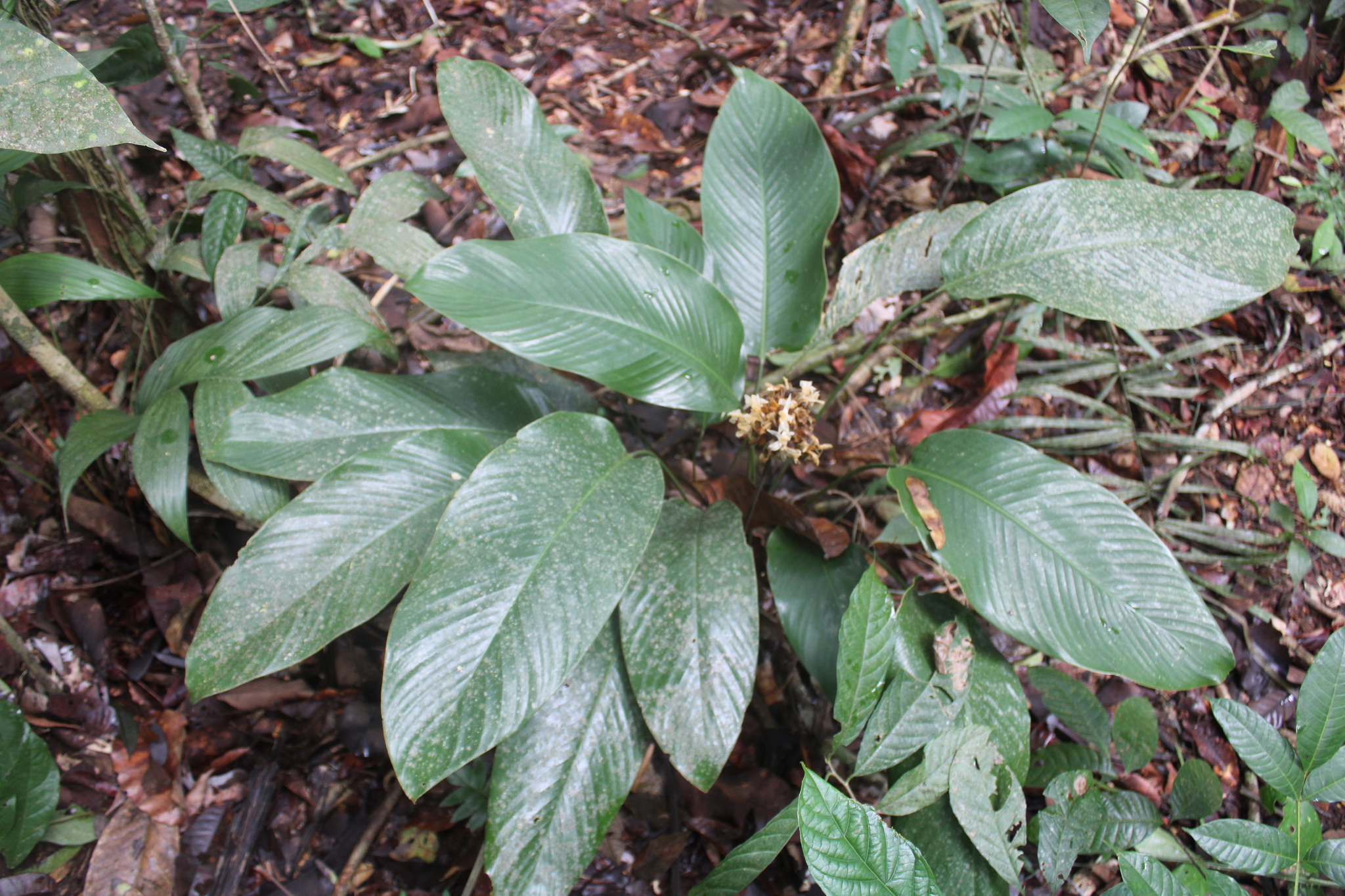 Goeppertia altissima (Poepp. & Endl.) Borchs. & S.Suárez