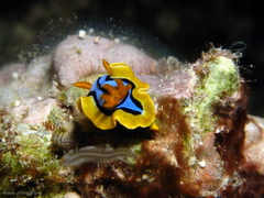 Chromodoris elisabethina