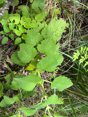 Coleus D'hadiyya (Coleus hadiensis)