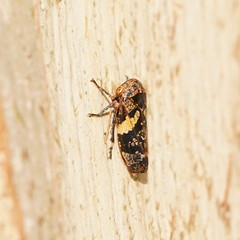 Eurymeloides adspersa