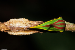 Umbonia ataliba