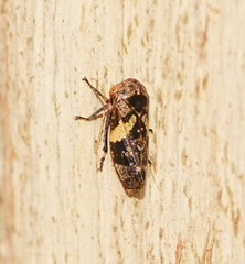 Eurymeloides adspersa