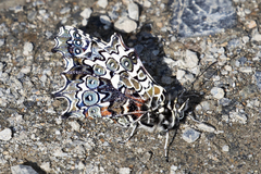 Junea doraete gideon