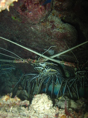 Panulirus versicolor