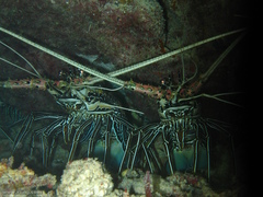 Panulirus versicolor