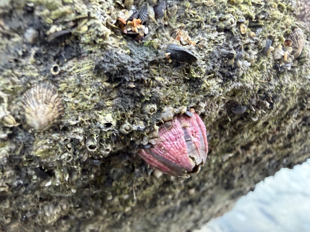 Titan Acorn Barnacle from North Atlantic Ocean, FL, US on January 3 ...