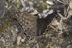 Junea doraete gideon