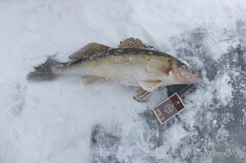 Pikeperch (Sander lucioperca) — Percidae