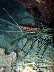 Panulirus versicolor