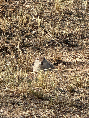 Round-tailed Ground Squirrel observed by mchief