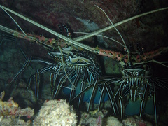 Panulirus versicolor