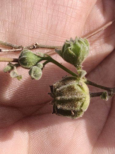 Sonoran Indian mallow (Abutilon mollicomum)