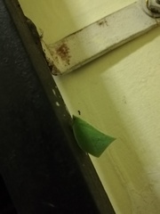 Phyllyphanta producta