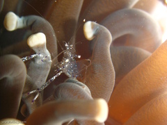 Ancylomenes venustus