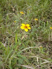 Sclerocarpus uniserialis