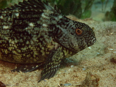 Aplodactylus lophodon
