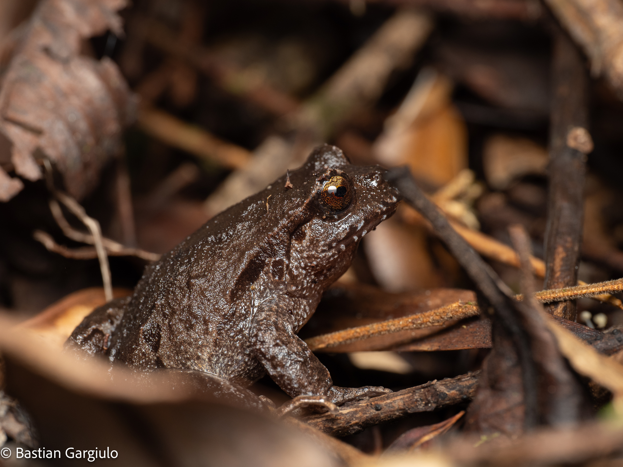 Eupsophus calcaratus (Günther, 1881)