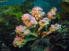 Halisarca australiensis