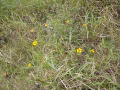 Sclerocarpus uniserialis