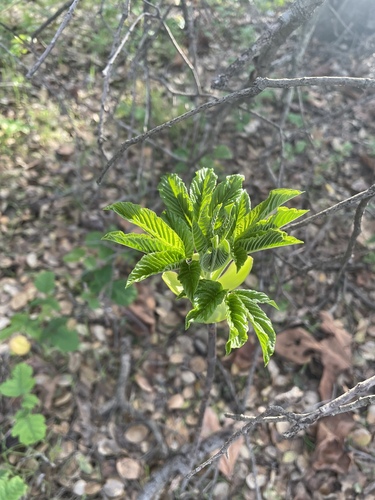 California buckeye