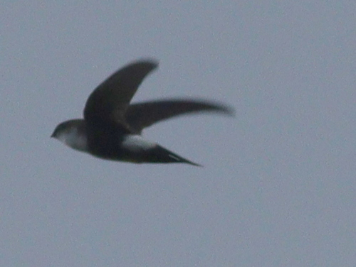 Antillean Palm Swift (Tachornis phoenicobia)