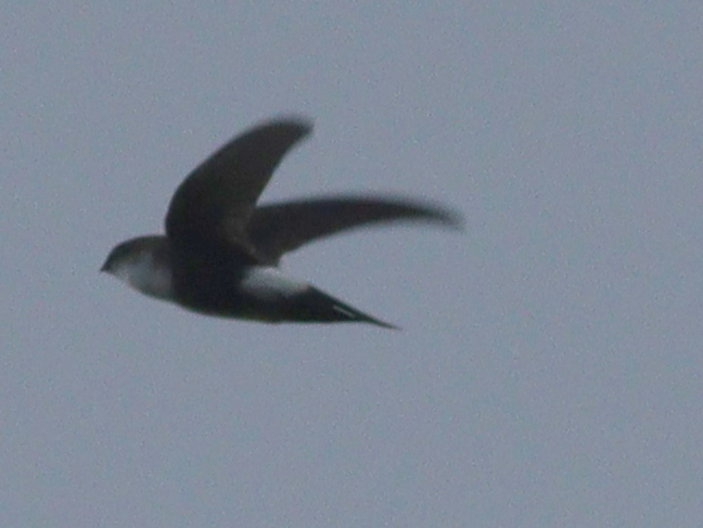 Antillean Palm Swift (Tachornis phoenicobia), photo 1
