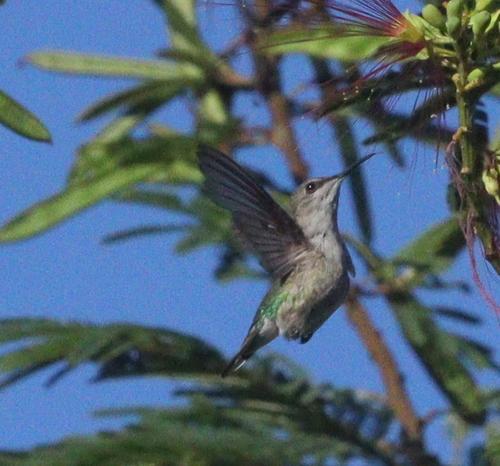 Vervain Hummingbird (Mellisuga minima)