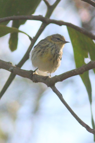 Cape May Warbler (Setophaga tigrina)