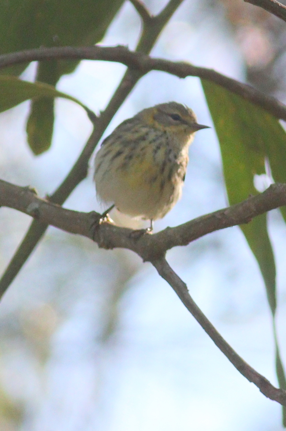 Cape May Warbler (Setophaga tigrina), photo 1
