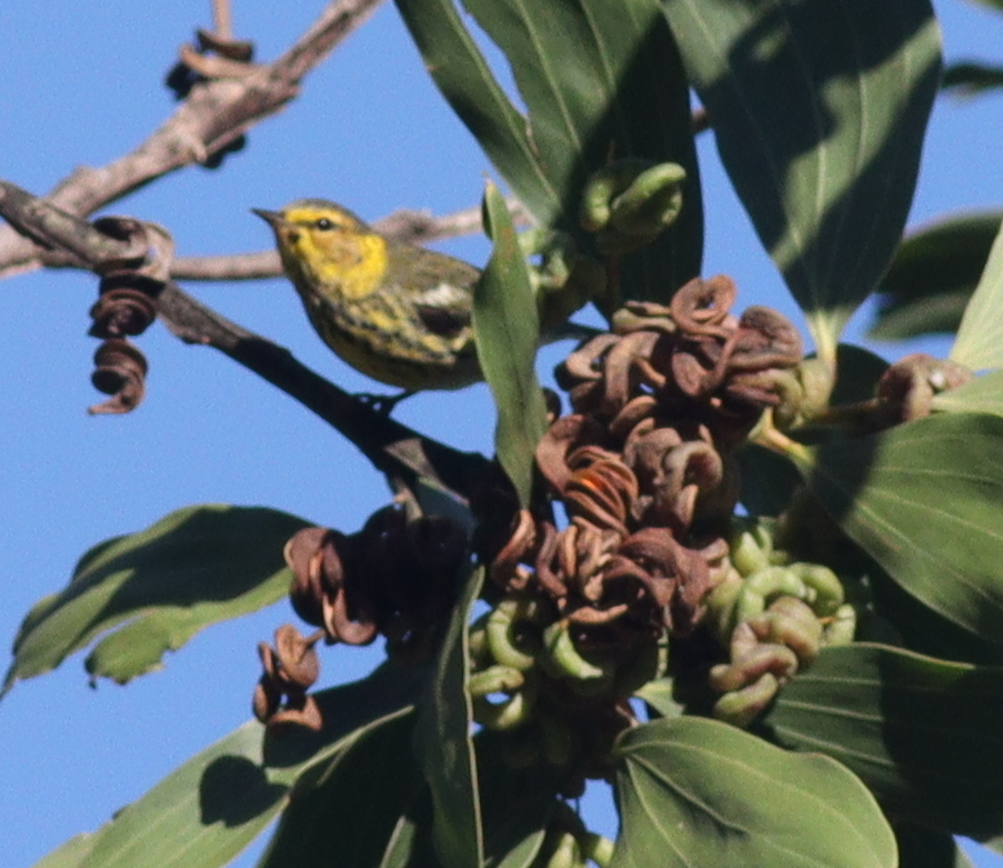 Cape May Warbler (Setophaga tigrina), photo 2