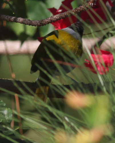 Black-crowned Palm-tanager (Phaenicophilus palmarum)