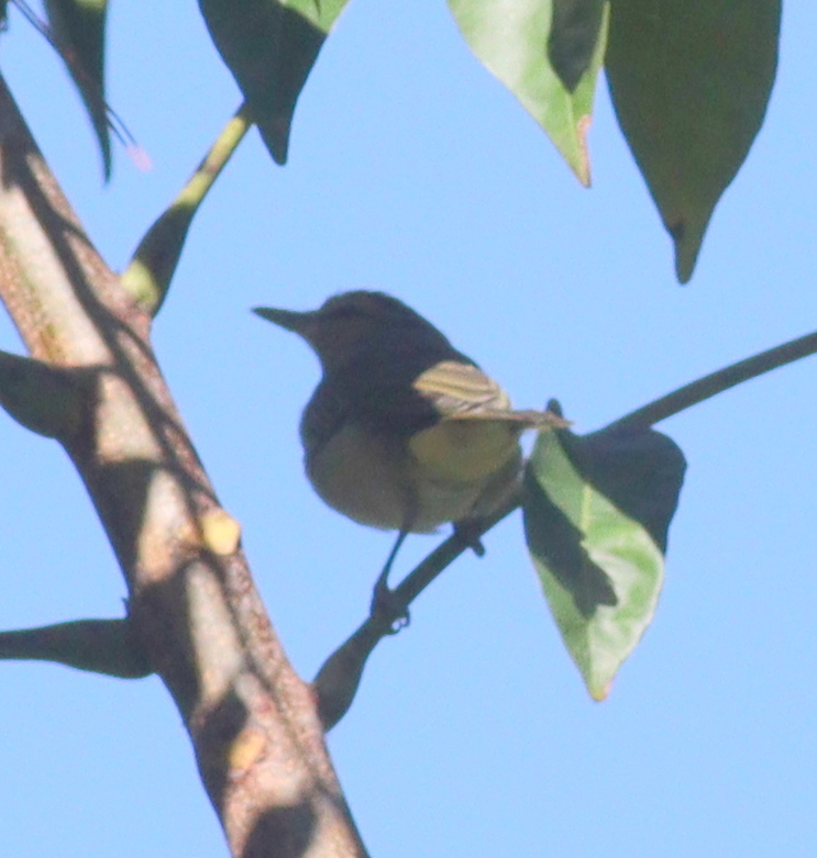Black-whiskered Vireo (Vireo altiloquus), photo 1