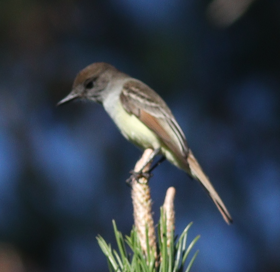 Stolid Flycatcher (Myiarchus stolidus), photo 3