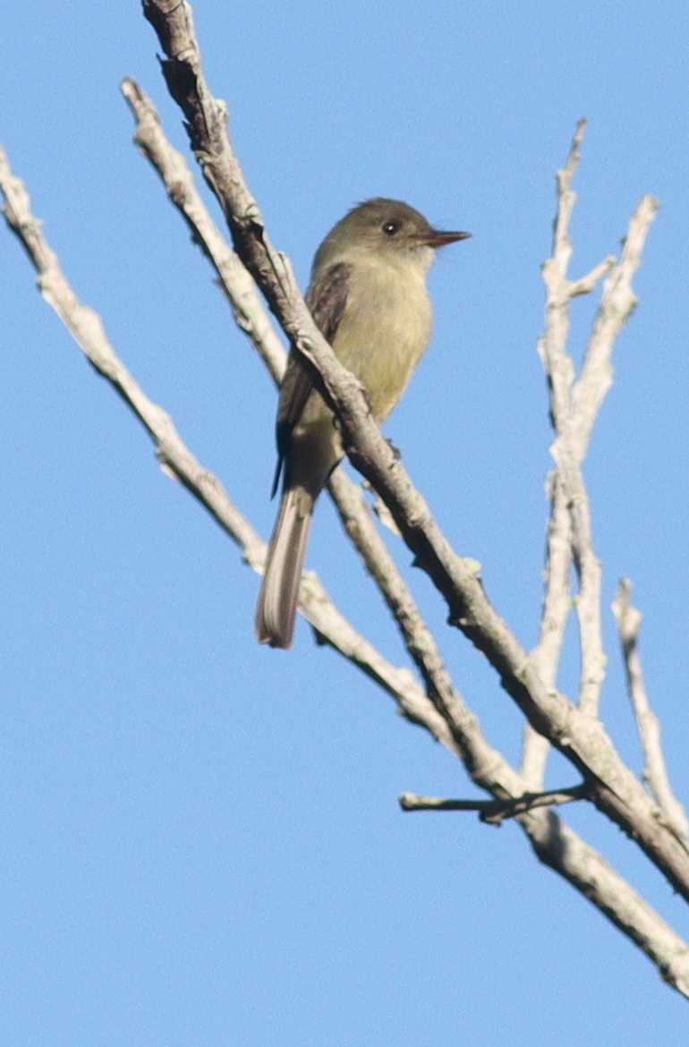Hispaniolan Pewee (Contopus hispaniolensis), photo 2