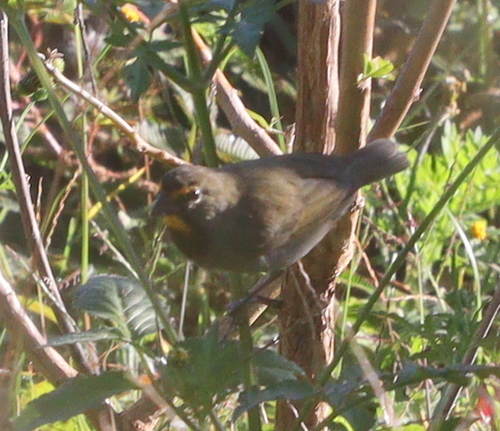 Yellow-faced Grassquit (Tiaris olivaceus), photo 7