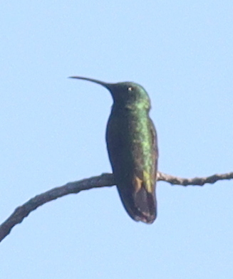 Hispaniolan Mango (Anthracothorax dominicus), photo 4